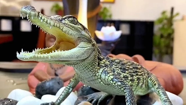 茶宠就该有茶宠的样子