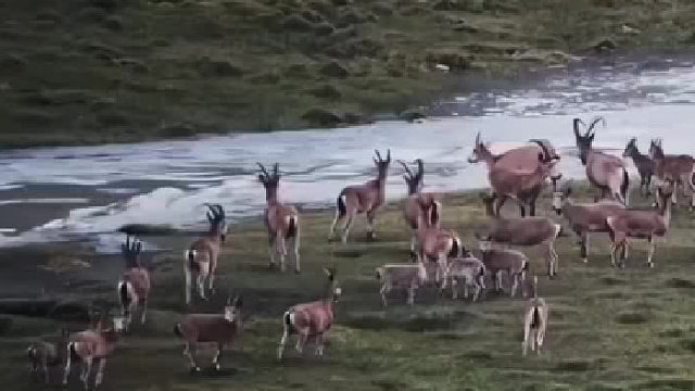这弹跳力！摄影师拍到北山羊群排队“飞渡”河流。网友：它们还会二段跳
