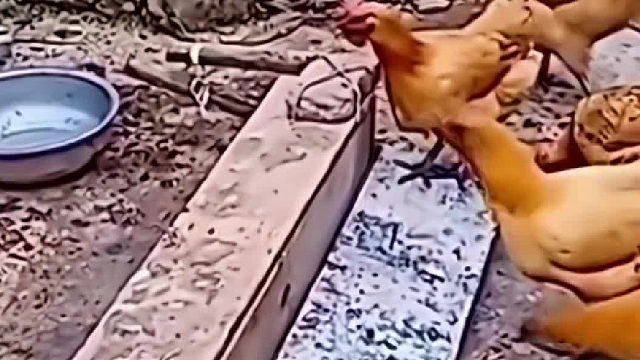 喂鸡“神器”困住鸡头，网友：最后那下笑的腮帮子疼