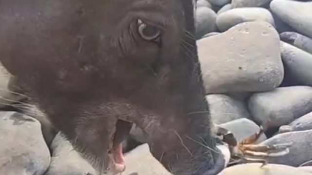 爱捉螃蟹吃的小猪猪，真是第一次见