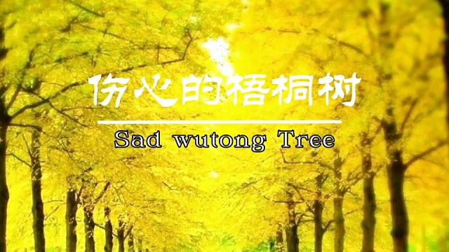 伤心的梧桐树