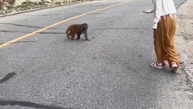 母老虎果然阔怕[笑cry][笑cry]