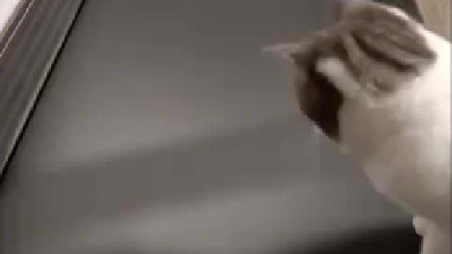 一只在健身，一只在盖屎