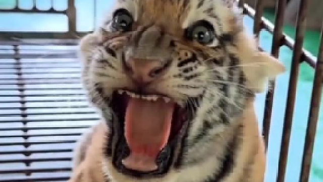 奶凶奶凶的金渐层