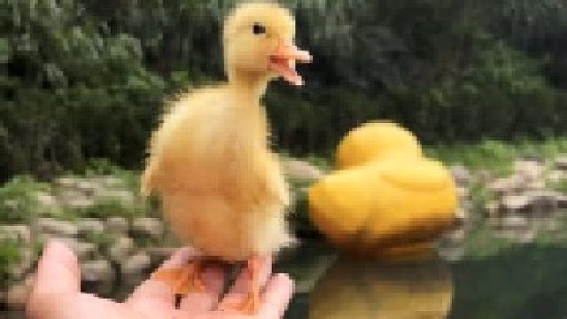 皮久鸭和我一起来捉鱼