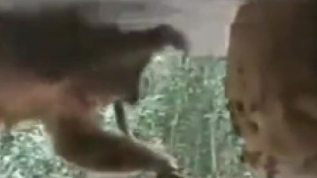 猴子是你派来的救兵吗