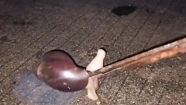 南非蜗牛，入侵物种。和福寿螺一样的祸害