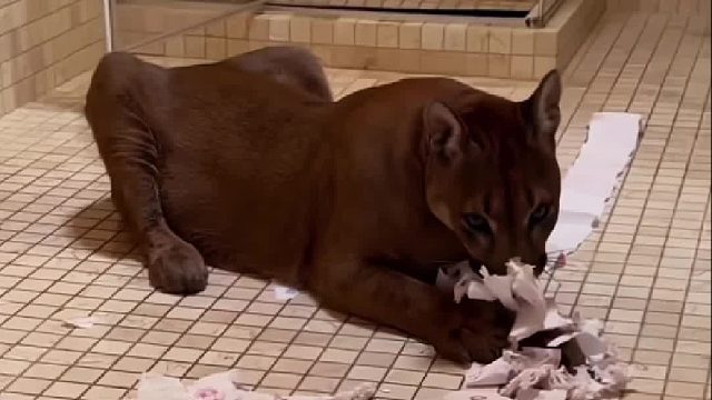 光头大叔家的小猫咪“调皮捣乱，被大叔教训后以为不要它哭了起来