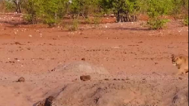 大猫遇见大猫，机警的花豹，近距离从危险中逃脱