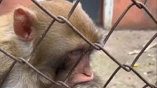 你说是想吃还是不想吃