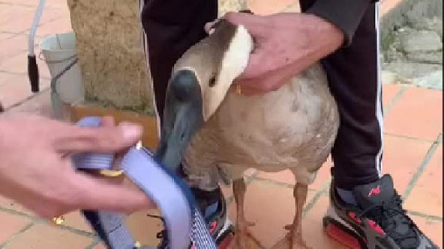 带上宠物去溜达