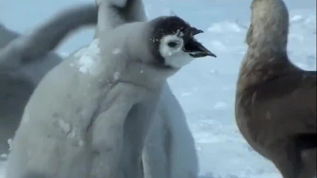 当巨鹱想抓走弟弟妹妹时，它张开稚嫩的翅膀，坚定地挡在前面