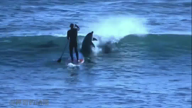 当人类被“飙车”的海豚撞倒后，广大网友普遍认为，海豚是故意的……