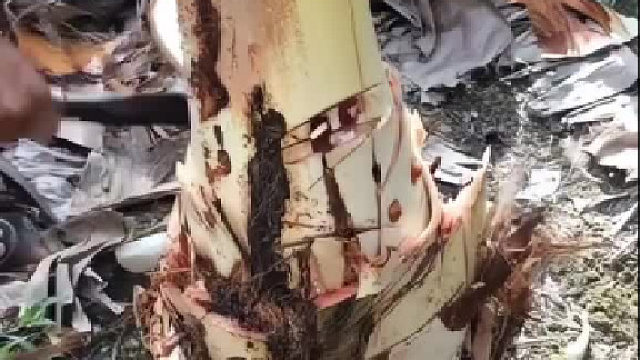 肥美，营养价值比牛肉高