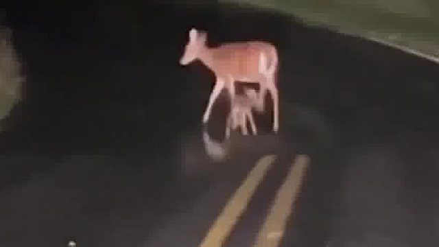 小鹿躺在马路中间不肯走，妈妈耐心劝导