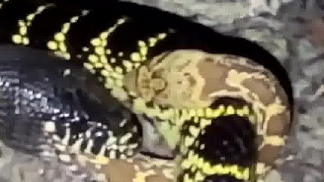 蛇眼睁睁看着自己被另一条蛇吞了。