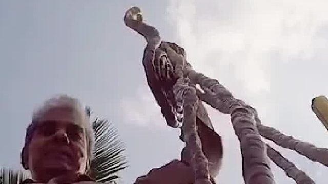 谢里达尔 · 奇拉尔从1952年开始留指甲，2014年获得吉尼斯世界纪录认证