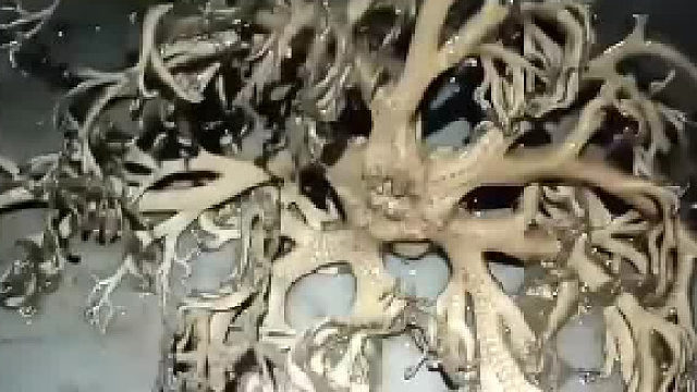 网友遇见神秘生物看着像是植物却在动，有人认识吗