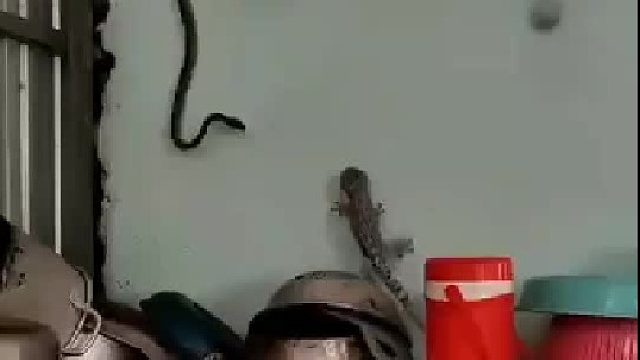 壁虎_比虎是吧？知道我叫啥不？