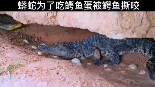 猜一下最后谁赢了