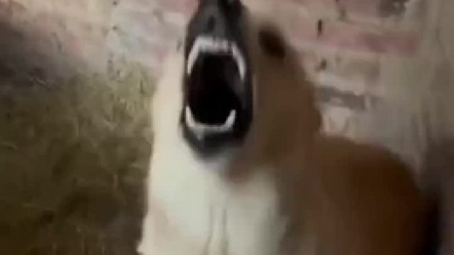 狗汪：对不起主人，要不你也来吸点。