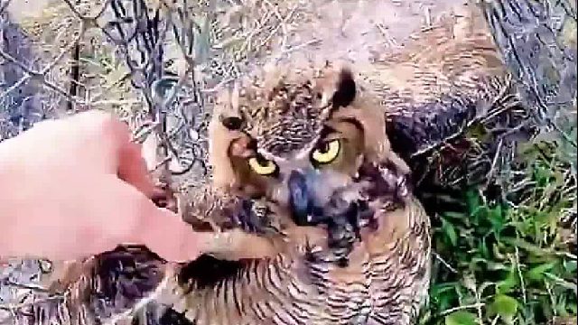 好心人救了猫头鹰，猫头鹰为了感谢，给了他送来了最珍贵的礼物“老鼠”