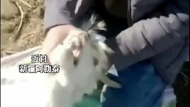 牧民给山羊刮山羊绒，山羊着急得好像在说什么。