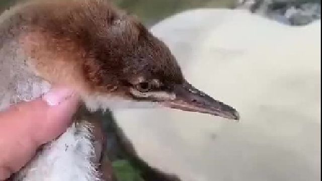 撒鸭子就跑[沙雕]