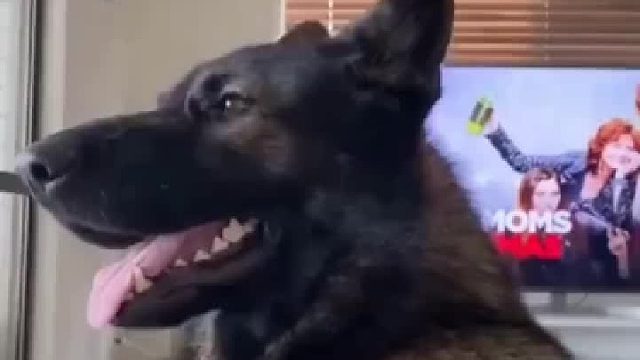 退役警犬的条件反射，网友：业务能力不减当年！