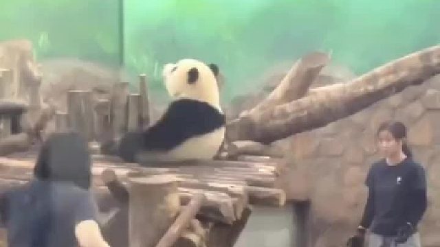 熊孩子有点调皮