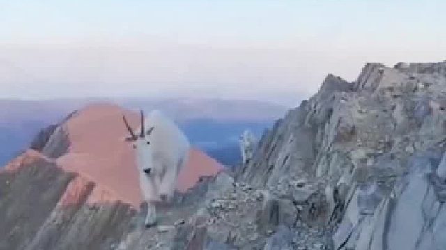 雪羊偶遇好奇登山者，你咋上来的