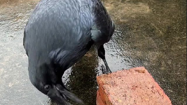 一块难不到它，两块竟也难不到...