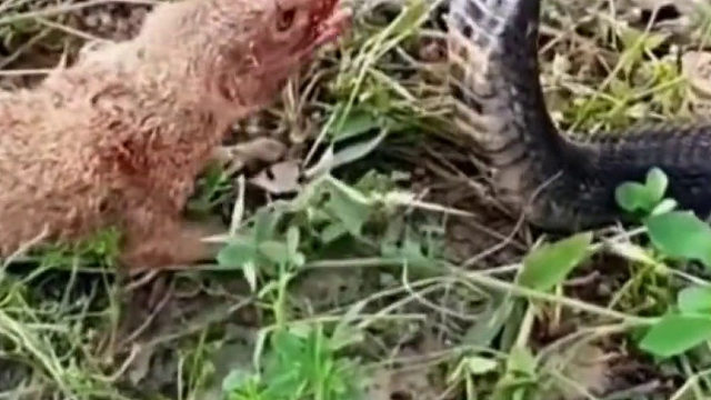 黄鼠狼斗蛇，鸡蛋碰石头