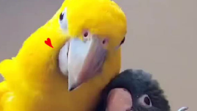 霸道总裁小娇妻