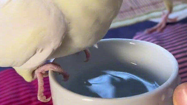 自己的水不喝，端起水杯全过来了