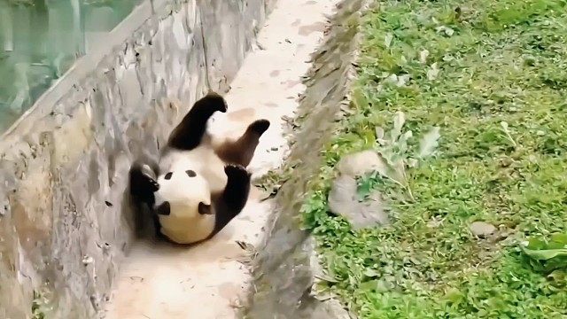 滚滚团子们的搞笑日常