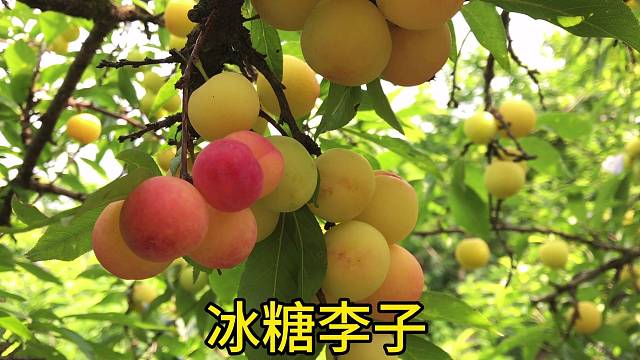 酸酸甜甜的冰糖李子