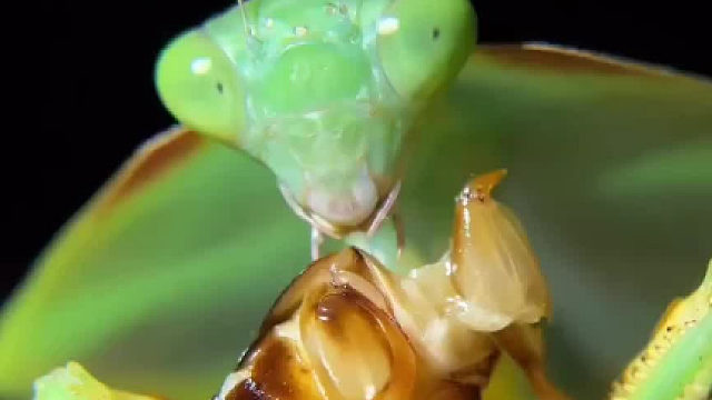 螳螂吃蟑螂，看起来很好吃