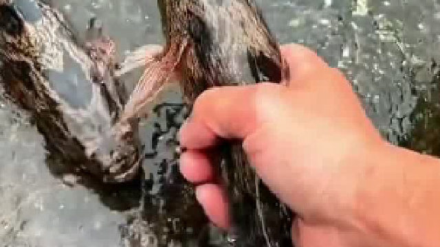 这种鱼在你们那里叫什么？