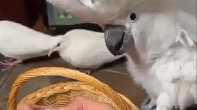 这玩笑开的没意思，鸟会怀疑鸟生的