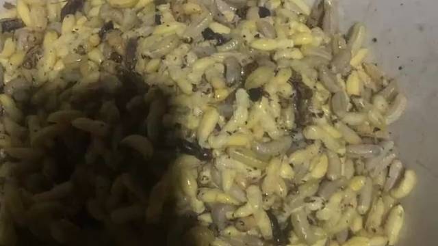 猜猜看这个是什么