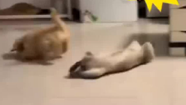 逻辑小猫都要被撞得没有逻辑了，很难不怀疑它是故意的