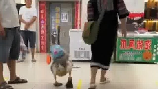 鹅：我以后就是城里鹅了 城里的路是会自己走的