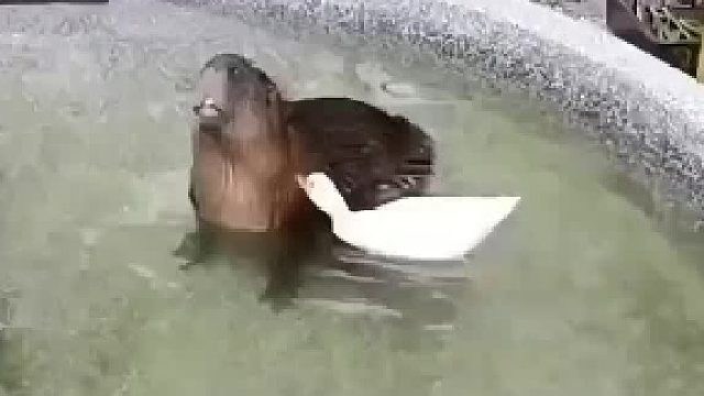 如果要评选一个精神状态最稳定的动物