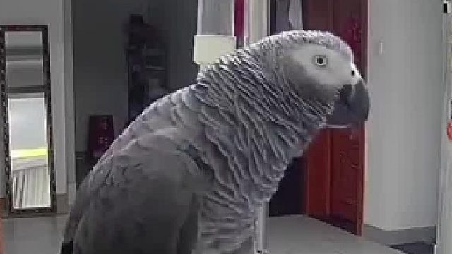 家里有个碎嘴子原来是这种感受！它被拴起来是有原因的