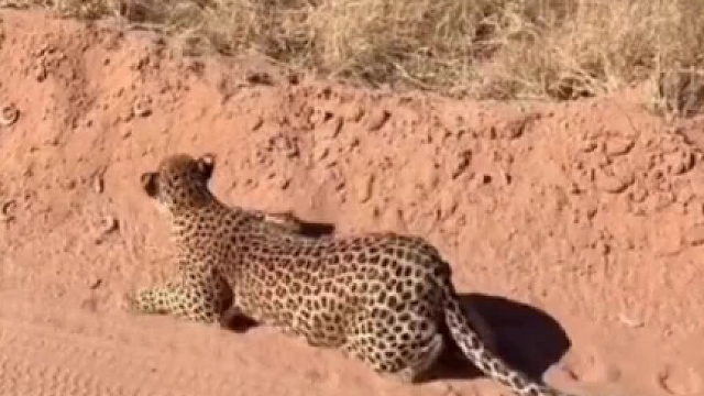 这个是老六会卡视野