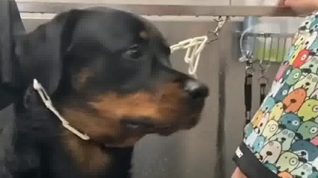 能看出来它已经慌了
