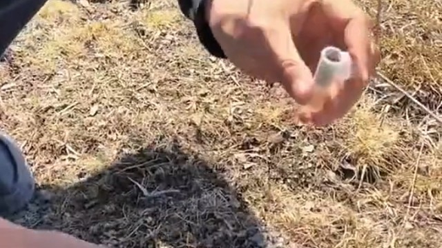 今年种下去，来年长出草