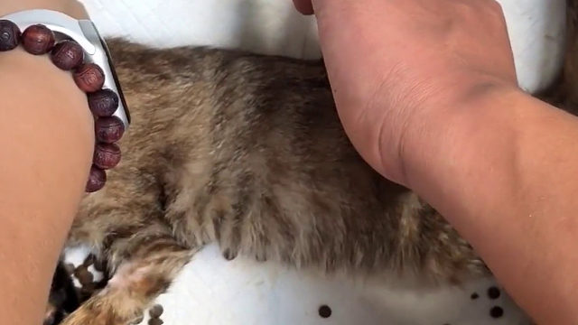 瘫痪小猫被中医医术1秒咔吧接回