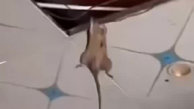 麻烦通知一下家鼠！鼠：你这个人啊！怎么就见死不救呢？